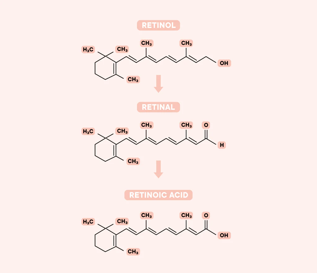 how retinol changes into retinal